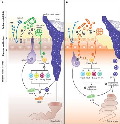 The Interplay Between Reproductive Tract Microbiota and Immunological System in Human Reproduction